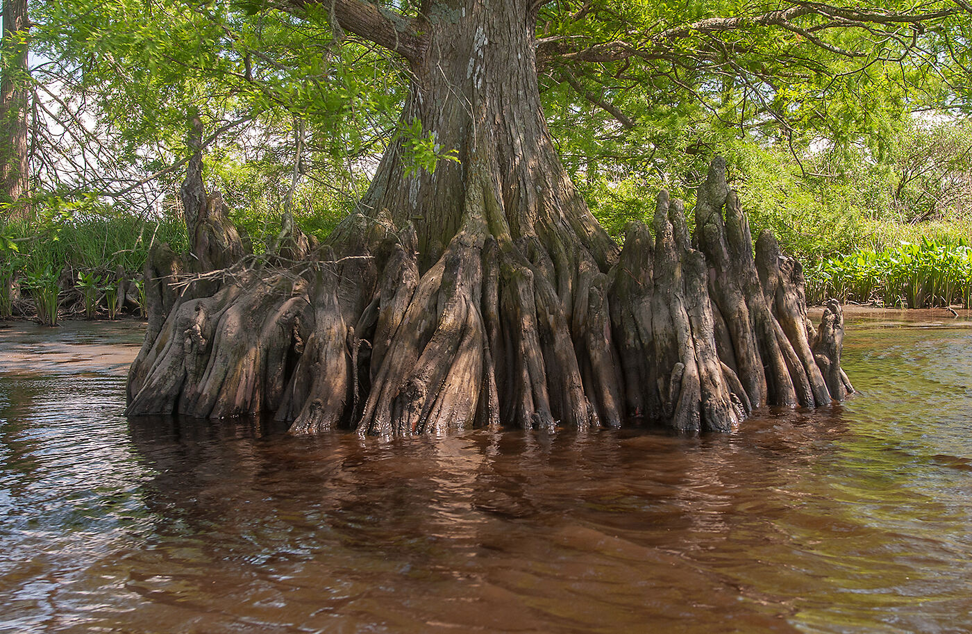 Cypress tree